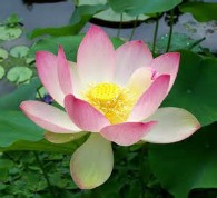 bottom-beautiful-lotus-flower-4-9-15-195x178